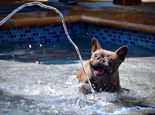 Piscines et animaux de compagnie : quels sont les risques et précautions ?
