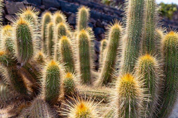 Comment aménager un jardin thérapeutique sur un toit pour les résidents d'immeubles ?